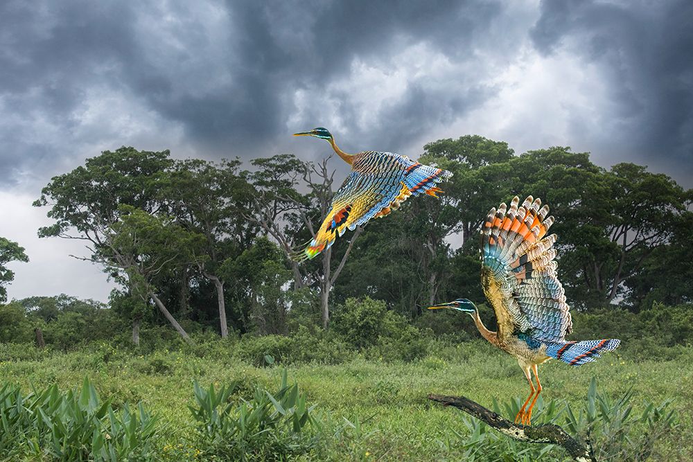 Brazil, Pantanal. Sunbittern birds take flight. art print by Jaynes Gallery for $57.95 CAD