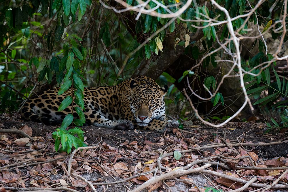 Jaguar-Pantanal-Mato Grosso-Brazil art print by Sergio Pitamitz for $57.95 CAD