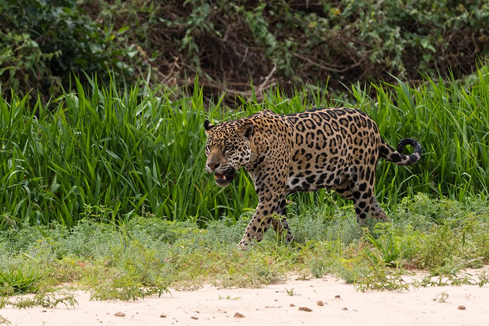 Jaguar-Pantanal-Mato Grosso-Brazil art print by Sergio Pitamitz for $57.95 CAD