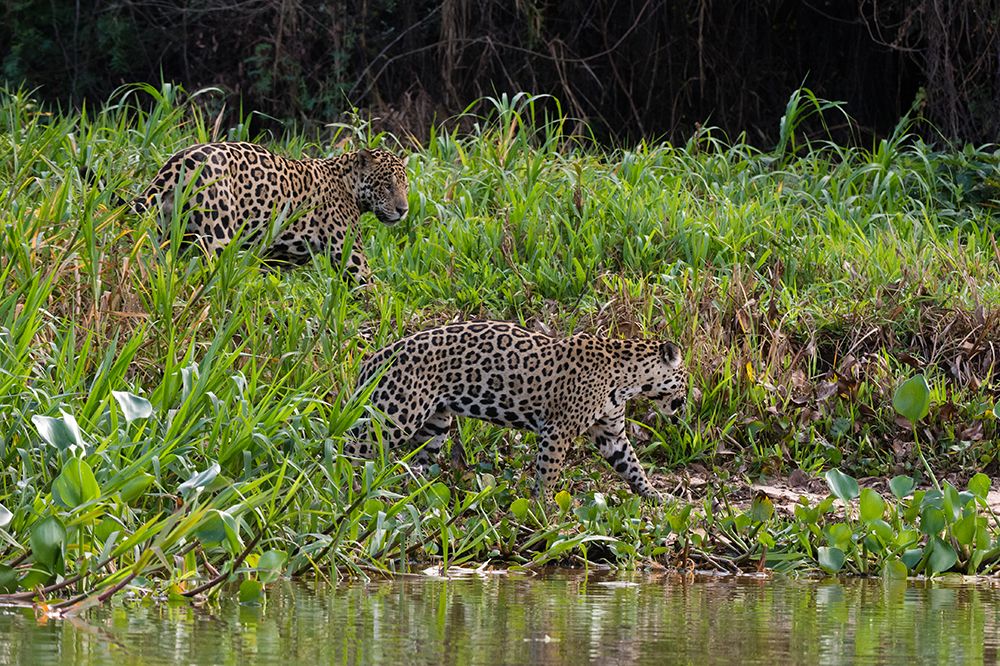Jaguar-Pantanal-Mato Grosso-Brazil art print by Sergio Pitamitz for $57.95 CAD