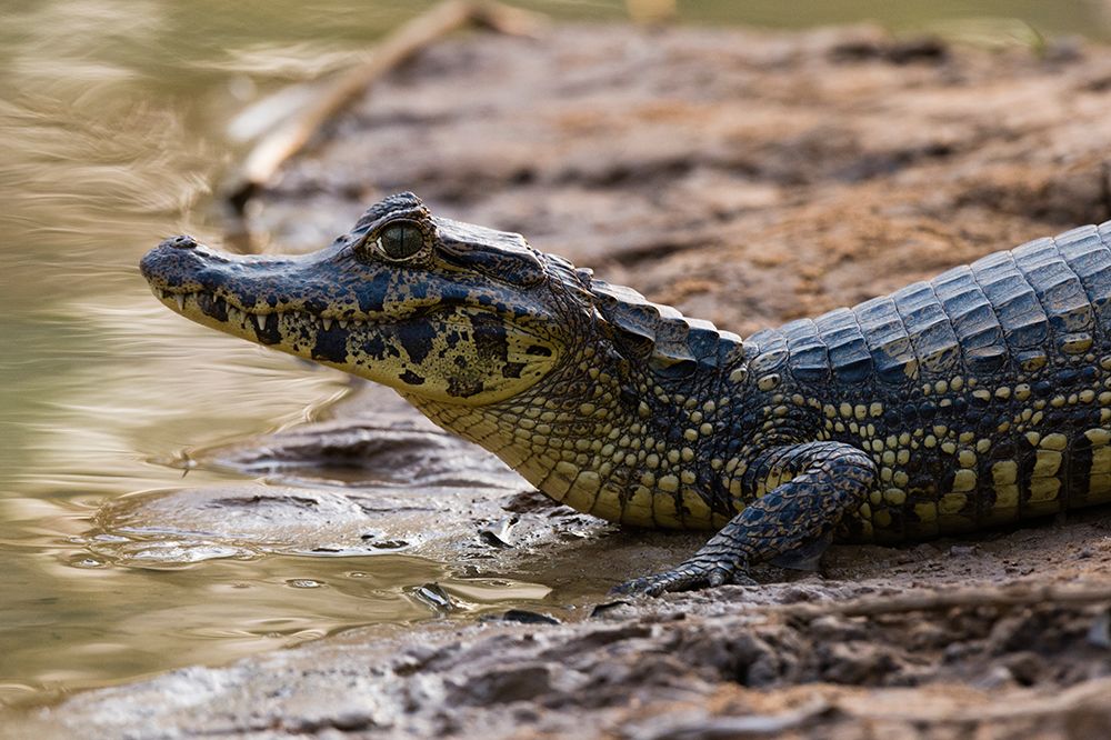 Yacare caiman-Caiman Crocodylus yacare-resting on the riverbank Mato Grosso Do Sul State-Brazil art print by Sergio Pitamitz for $57.95 CAD