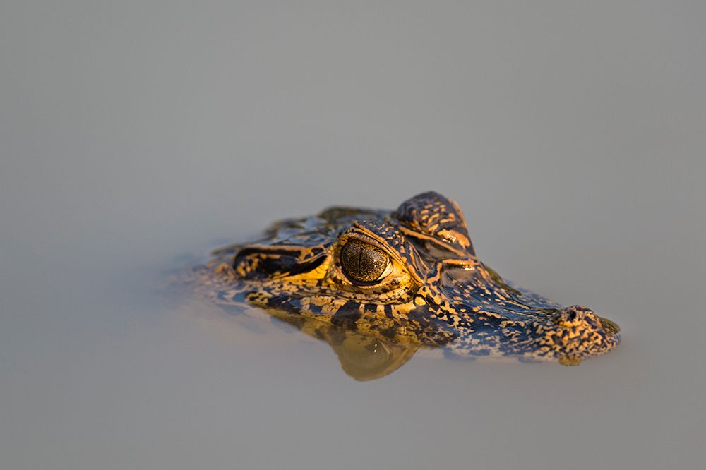 A Yacare caiman-Caiman Crocodylus yacare-in the Cuiaba River Mato Grosso Do Sul State-Brazil art print by Sergio Pitamitz for $57.95 CAD