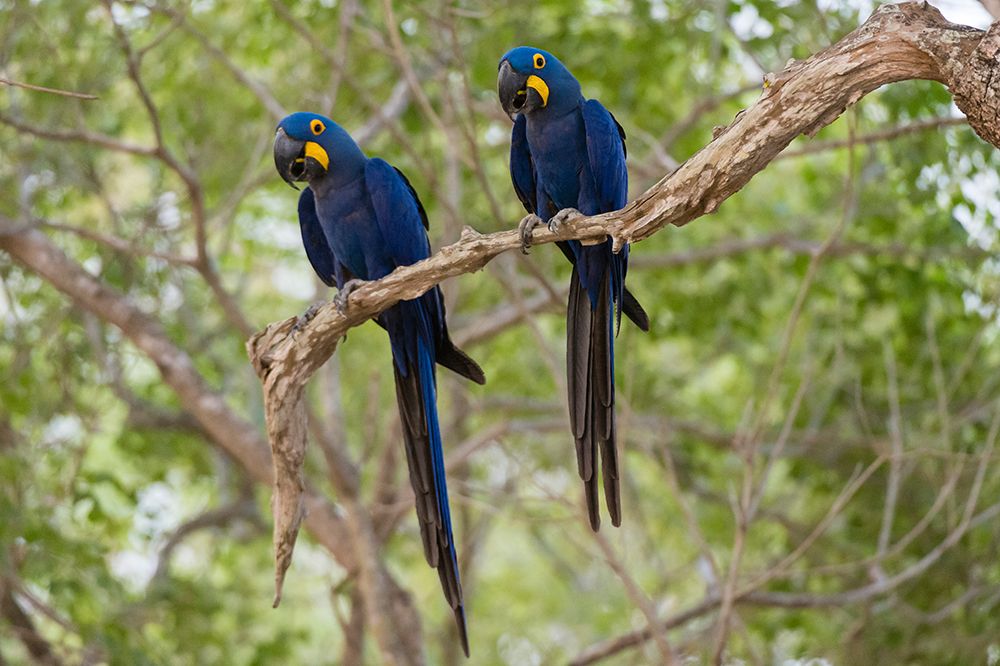 Two Hyacinth macaws perching on a branch Mato Grosso Do Sul State-Brazil art print by Sergio Pitamitz for $57.95 CAD