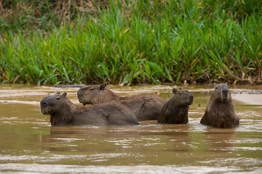 A group of Capybara-Hydrochoerus Hydrochoerus-wade in a river Mato Grosso Do Sul State-Brazil art print by Sergio Pitamitz for $57.95 CAD