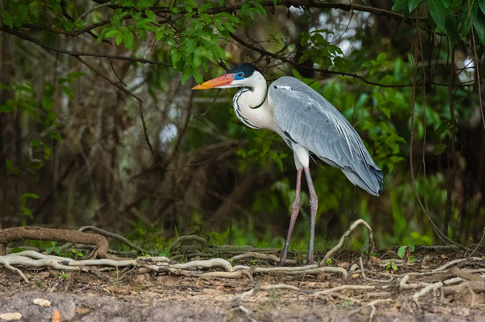 A Cocoi Heron-Ardea Cocoi-stands in a rain forest Mato Grosso Do Sul State-Brazil art print by Sergio Pitamitz for $57.95 CAD