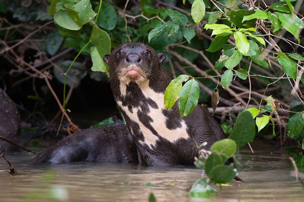 A Giant otter-Pteronura brasiliensis-rests in a river Mato Grosso Do Sul State-Brazil art print by Sergio Pitamitz for $57.95 CAD
