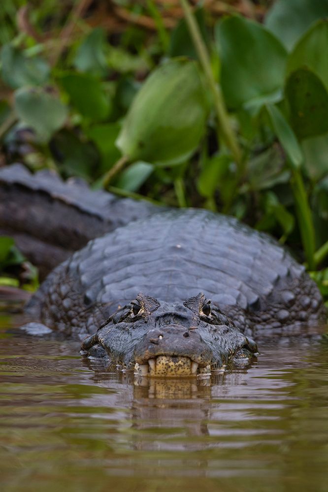 A Yacare caiman-on the surface of the Cuiaba River Mato Grosso Do Sul State-Brazil art print by Sergio Pitamitz for $57.95 CAD