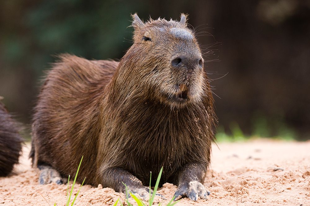 A Capybara-Hydrochoerus Hydrochoerus-resting on a riverbank Mato Grosso Do Sul State-Brazil art print by Sergio Pitamitz for $57.95 CAD
