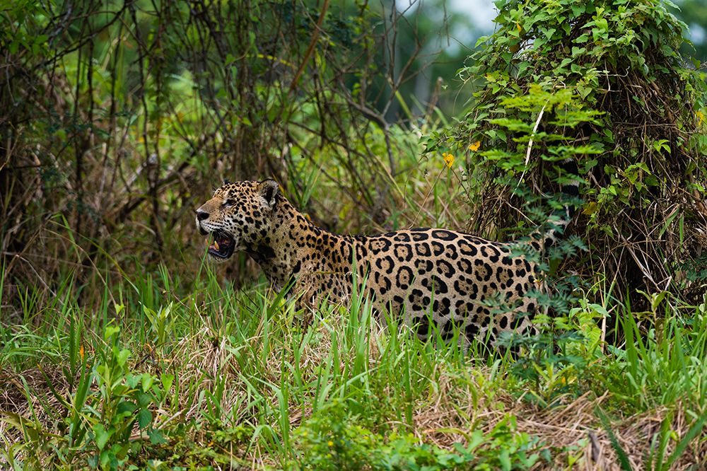 A Jaguar looking for prey near the Cuiaba River in Brazil Mato Grosso Do Sul State-Brazil art print by Sergio Pitamitz for $57.95 CAD