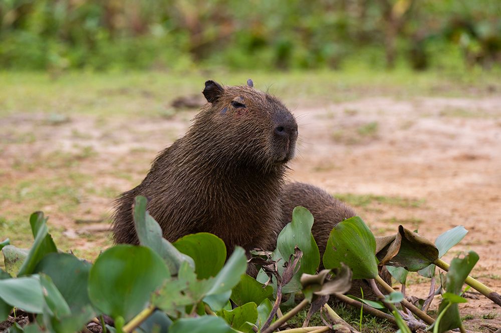 A Capybara resting along the Cuiaba River Mato Grosso Do Sul State-Brazil art print by Sergio Pitamitz for $57.95 CAD