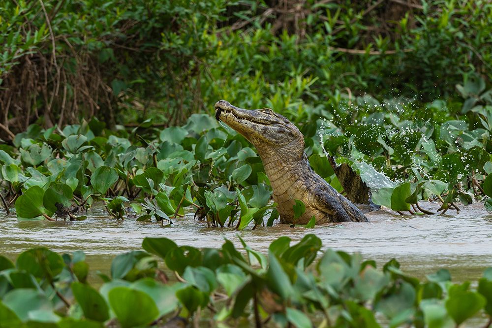 A Yacare caiman--jumping out of the Cuiaba River Mato Grosso Do Sul State-Brazil art print by Sergio Pitamitz for $57.95 CAD
