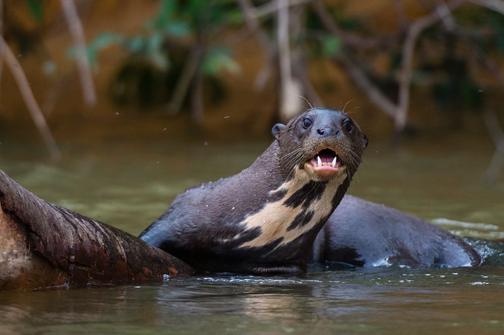 A Giant otter-Pteronura brasiliensis-in the Cuiaba River Mato Grosso Do Sul State-Brazil art print by Sergio Pitamitz for $57.95 CAD
