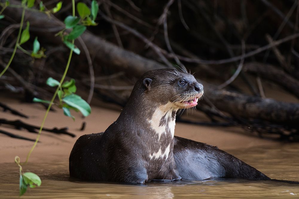A Giant otter-resting in the Cuiaba River Mato Grosso Do Sul State-Brazil art print by Sergio Pitamitz for $57.95 CAD