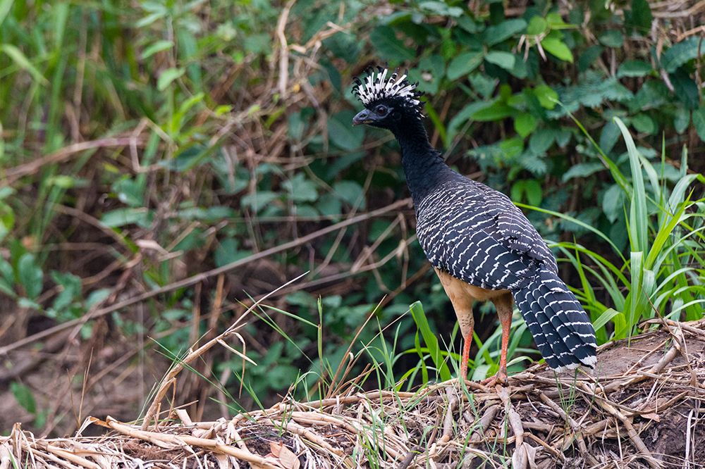 A Bare-faced curassow-Crax fasciolata-perching on a log Mato Grosso Do Sul State-Brazil art print by Sergio Pitamitz for $57.95 CAD