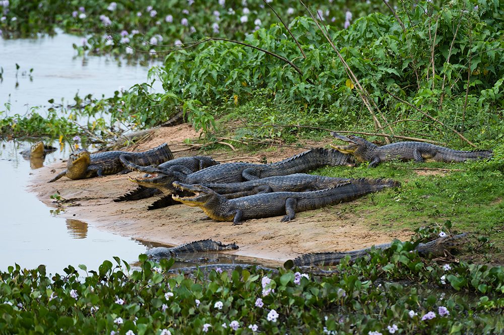 Group of Yacare caiman resting along the Cuiaba River Mato Grosso Do Sul State-Brazil art print by Sergio Pitamitz for $57.95 CAD