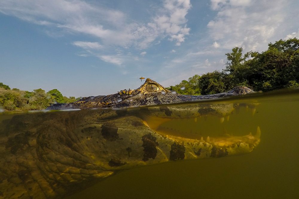 Close-up underwater portrait of a yacare caiman-in the Rio Claro-Pantanal-Mato Grosso-Brazil art print by Sergio Pitamitz for $57.95 CAD