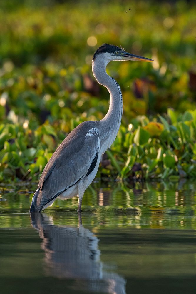 Portrait of a Cocoi heron-Ardea Cocoi Rio Claro-Pantanal-Mato Grosso-Brazil art print by Sergio Pitamitz for $57.95 CAD