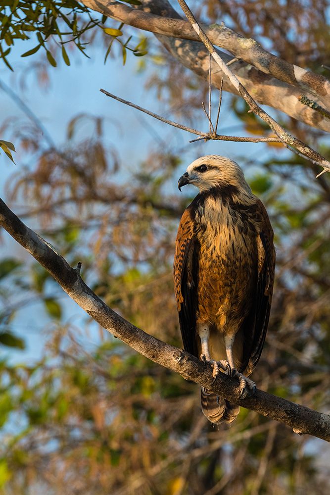 A black-collared hawk on a branch Rio Claro-Pantanal-Mato Grosso-Brazil art print by Sergio Pitamitz for $57.95 CAD