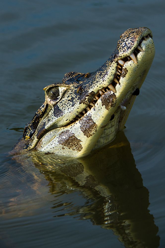 A yacare caiman-Caiman yacare-looking up Rio Claro-Pantanal-Mato Grosso-Brazil art print by Sergio Pitamitz for $57.95 CAD