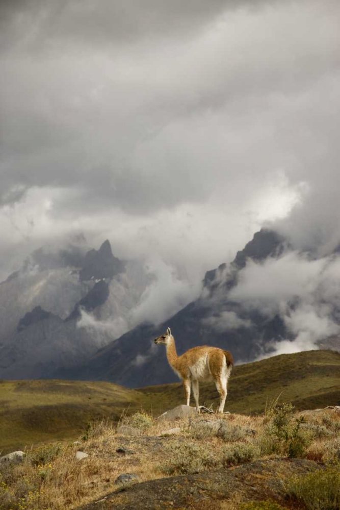 Chile, Torres del Paine NP A spotlighted Guanaco art print by Don Grall for $57.95 CAD
