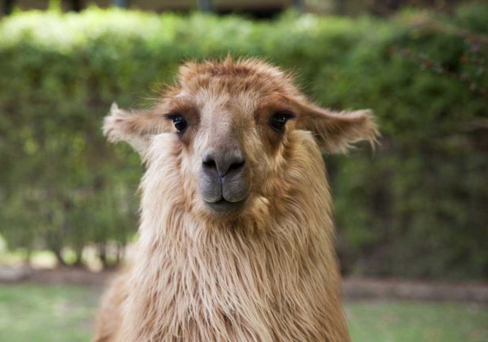 Argentina, Mendoza Portrait of a llama art print by Wendy Kaveney for $57.95 CAD