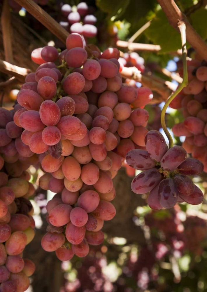 Chile, Colchagua Red grapes on the vine art print by Wendy Kaveney for $57.95 CAD