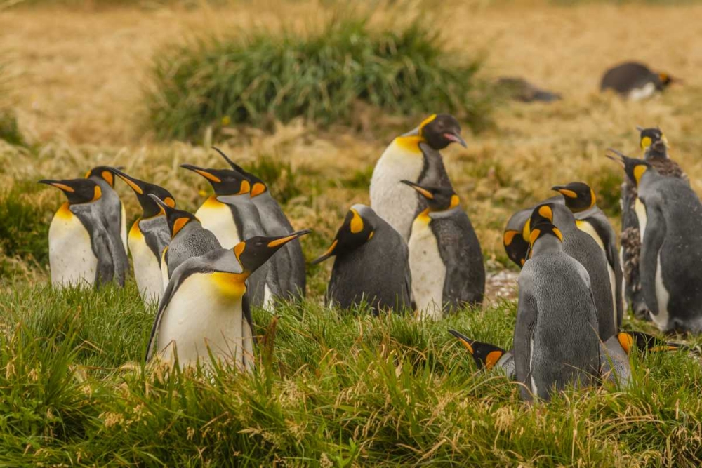 Chile, Tierra del Fuego King penguin colony art print by Cathy and Gordon Illg for $57.95 CAD