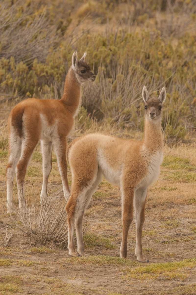 Chile, Patagonia, Tierra del Fuego Guanacos art print by Cathy and Gordon Illg for $57.95 CAD