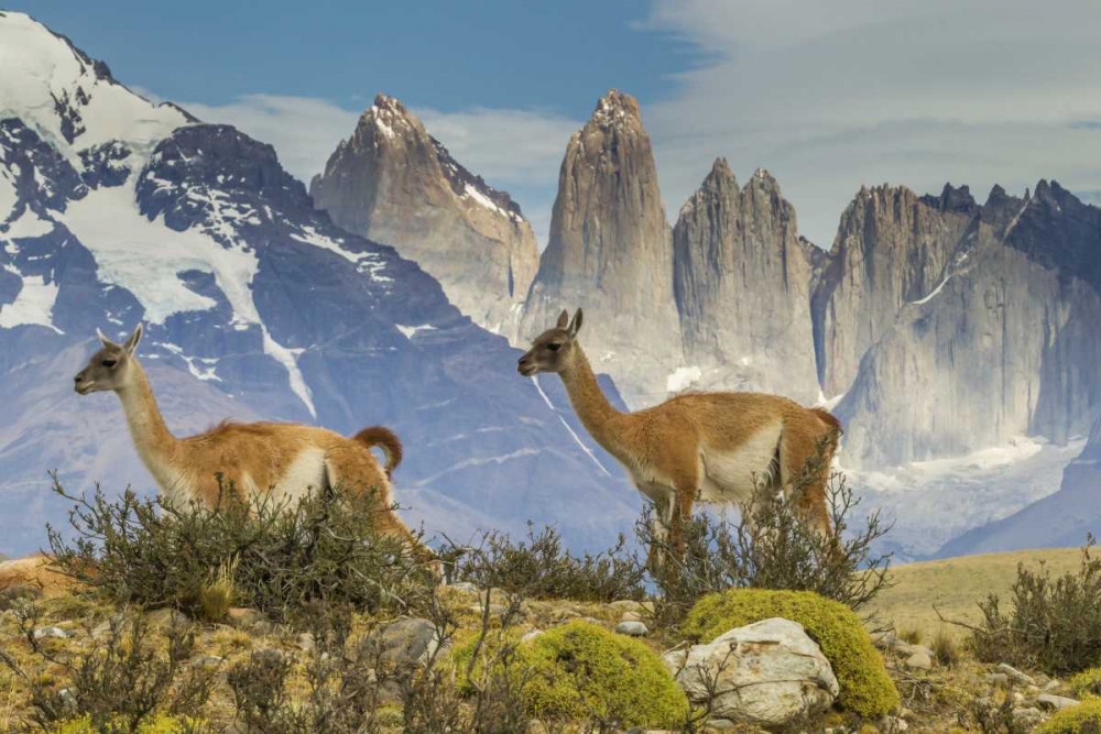 Chile, Patagonia, Torres del Paine Guanacos art print by Cathy and Gordon Illg for $57.95 CAD