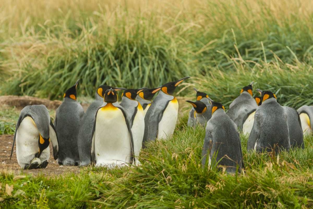 Chile, Tierra del Fuego King penguin colony art print by Cathy and Gordon Illg for $57.95 CAD