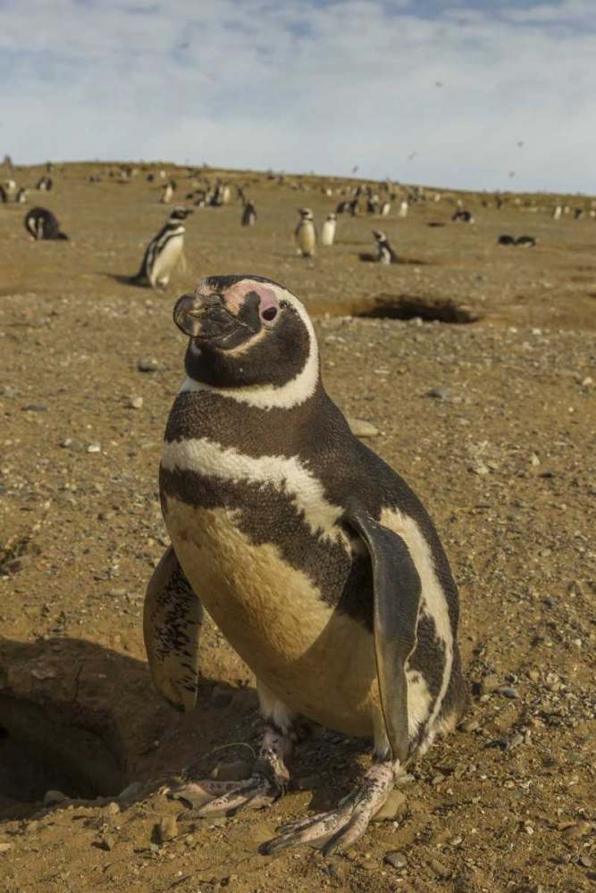 Chile, Patagonia Magellanic penguins art print by Cathy and Gordon Illg for $57.95 CAD