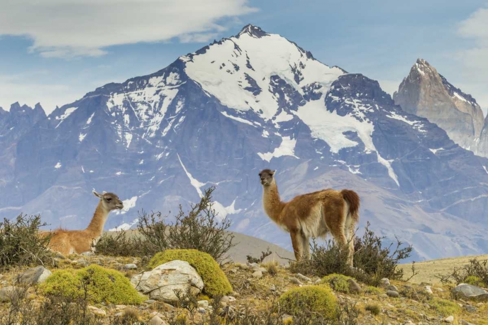 Chile, Patagonia, Torres del Paine Guanacos art print by Cathy and Gordon Illg for $57.95 CAD