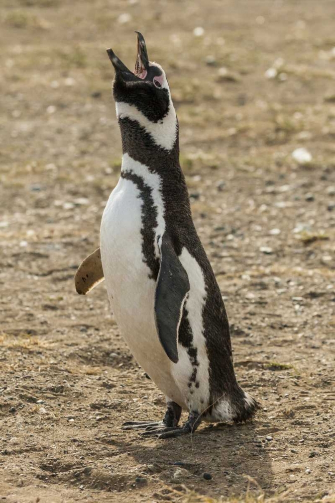 Chile, Isla Magdalena Magellanic penguin art print by Cathy and Gordon Illg for $57.95 CAD