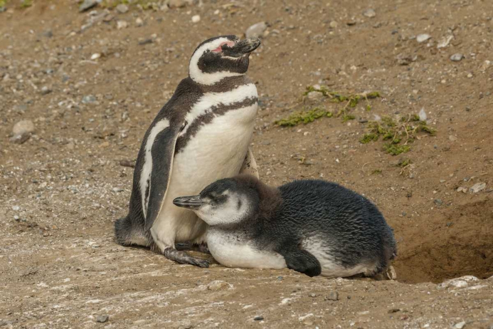 Chile, Patagonia, Magellanic penguin and chick art print by Cathy and Gordon Illg for $57.95 CAD