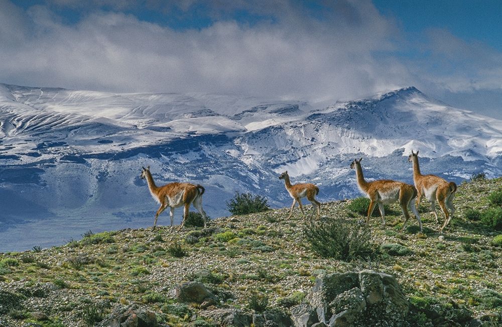 Guanacos graze with backdrop of snowy mountain Torres Del Paine National Park-Chile-Patagonia art print by Howie Garber for $57.95 CAD