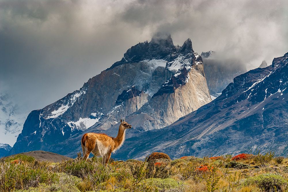 South America, Chile. Guanaco grazing under Cuernos, Torres Del Paine National Park art print by Howie Garber for $57.95 CAD