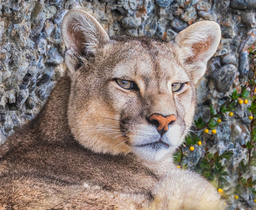 Torres del Paine puma face, Chile art print by John Ford for $57.95 CAD