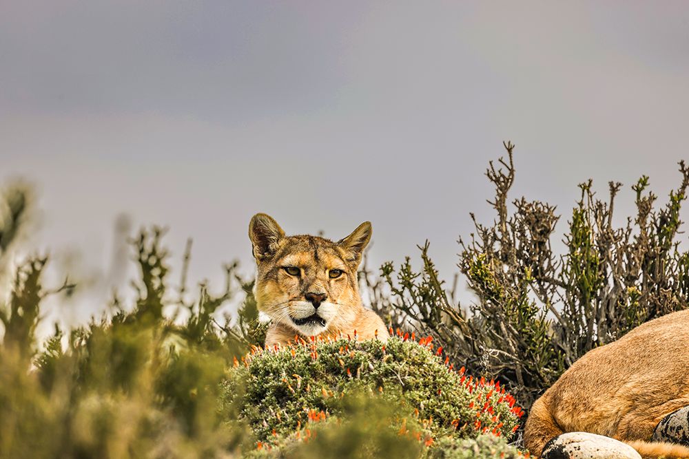 Torres del Paine puma head, Chile art print by John Ford for $57.95 CAD