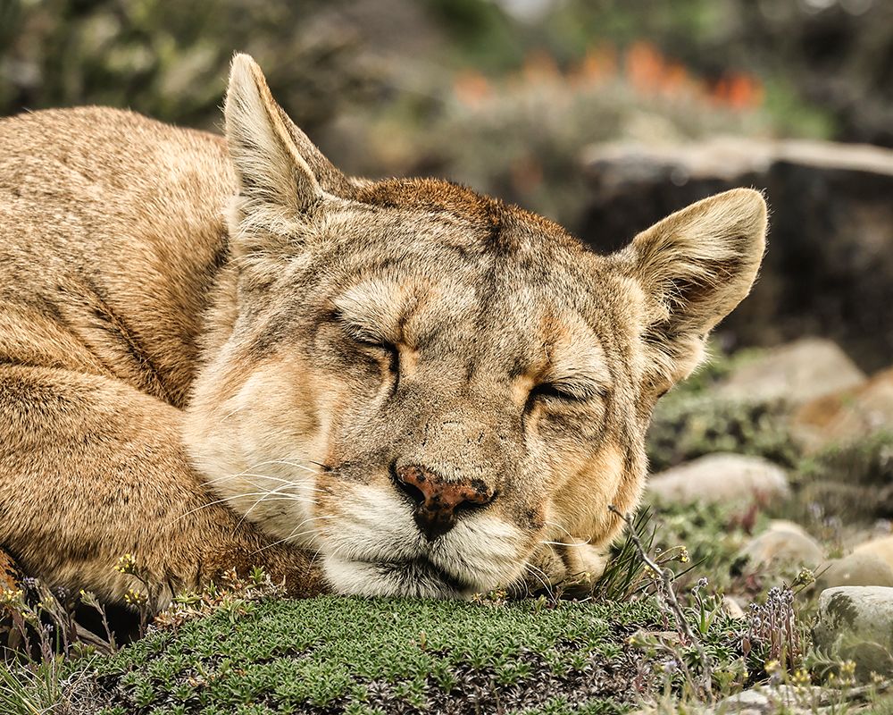 Torres del Paine puma sleeping, Chile art print by John Ford for $57.95 CAD