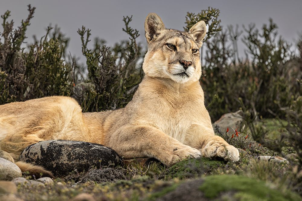 Torres del Paine puma, Chile art print by John Ford for $57.95 CAD