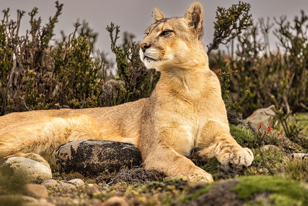 Torres del Paine puma resting, Chile art print by John Ford for $57.95 CAD