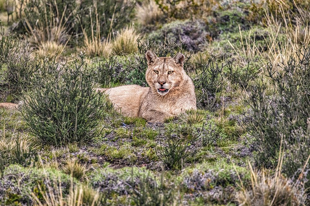 Torres del Paine puma, Chile art print by John Ford for $57.95 CAD