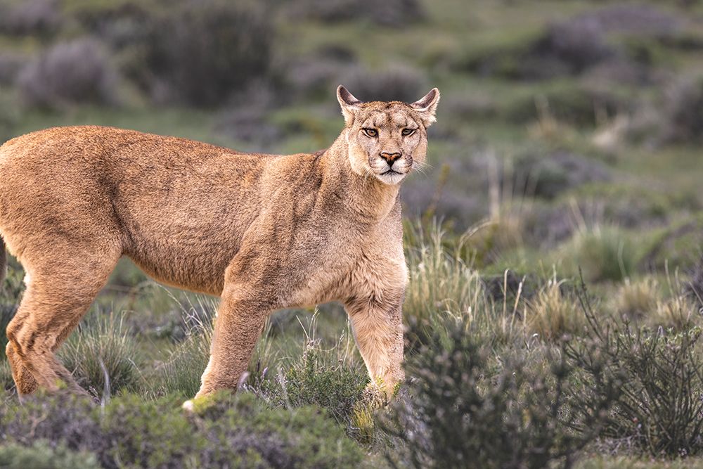 Torres del Paine hunting puma, Chile art print by John Ford for $57.95 CAD