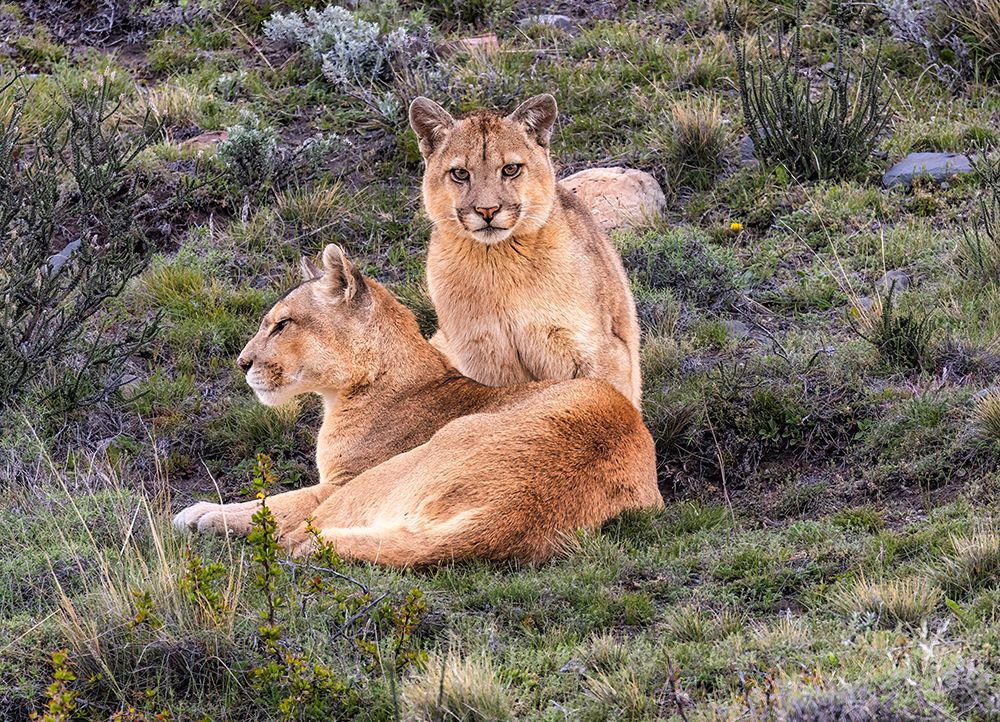 Torres del Paine pumas, Chile art print by John Ford for $57.95 CAD