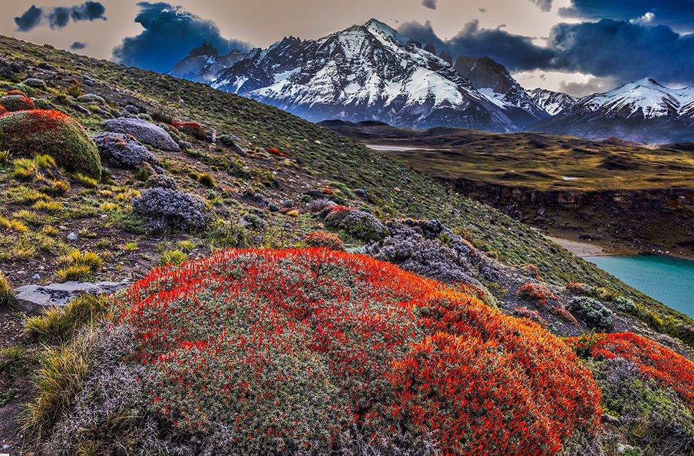 Torres del Paine guanaco plant, Chile art print by John Ford for $57.95 CAD