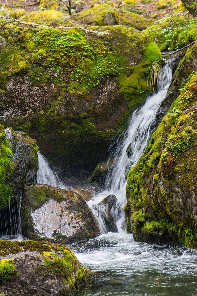 Within Parc Nacional Torres del Paine-there is a tropical rainforest art print by Mallorie Ostrowitz for $57.95 CAD