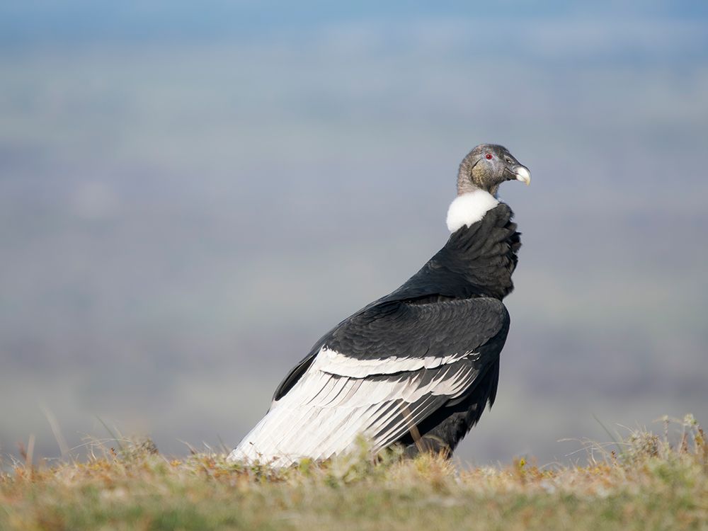 Andean condor female in Patagonia. South America, Chile, Magallanes. art print by Martin Zwick for $57.95 CAD