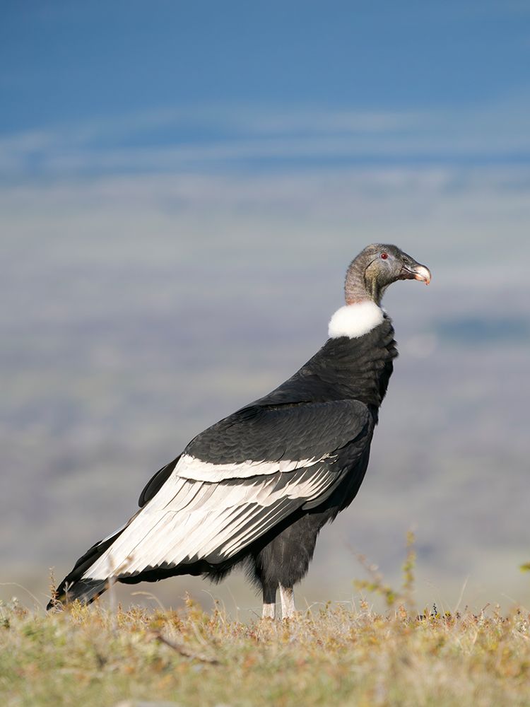 Andean condor female in Patagonia. South America, Chile, Magallanes. art print by Martin Zwick for $57.95 CAD