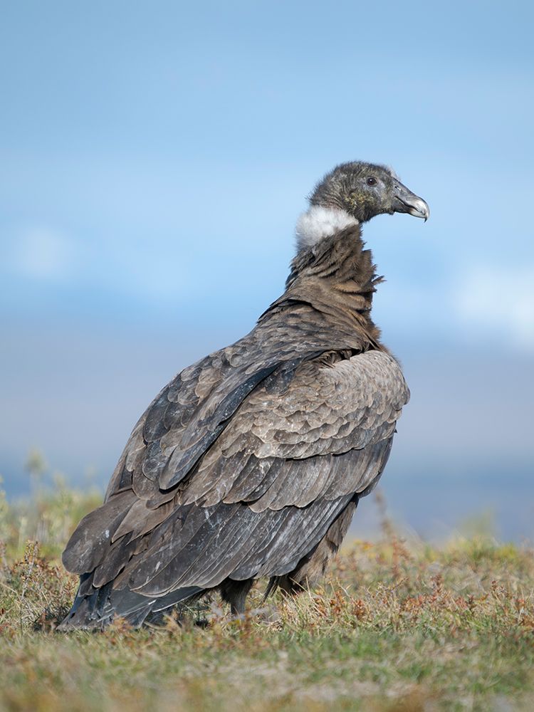 Andean condor, immature female in Patagonia. South America, Chile, Magallanes. art print by Martin Zwick for $57.95 CAD