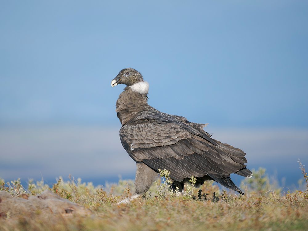Andean condor, immature female in Patagonia. South America, Chile, Magallanes. art print by Martin Zwick for $57.95 CAD